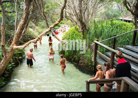 Fiume Eli Creek, Great Sandy National Park, l'Isola di Fraser, Queensland, Australia. Foto Stock