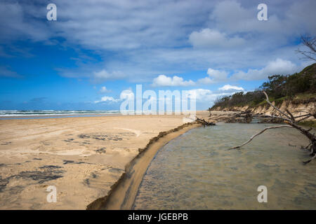 Fiume Eli Creek, Great Sandy National Park, l'Isola di Fraser, Queensland, Australia Foto Stock