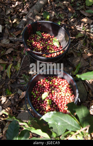 La raccolta i chicchi di caffè in una piantagione in Thailandia del Nord, in Chiang Rai regione. Foto Stock