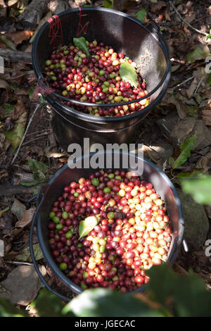 La raccolta i chicchi di caffè in una piantagione in Thailandia del Nord, in Chiang Rai regione. Foto Stock