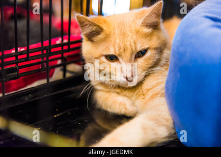 Ritratto di uno triste arancione pallido lo zenzero gattino in gabbia in attesa di approvazione Foto Stock