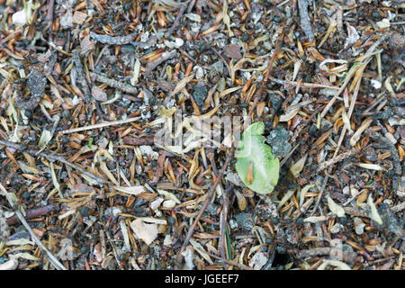 Forest formiche in un formicaio closeup Foto Stock