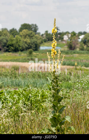 Paesaggio rurale con mullein Molène ( ) in un ambiente naturale. Pianta è molto apprezzata in medicina di erbe. Foto Stock