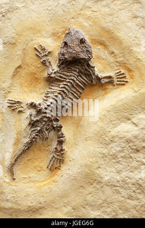 Lucertola antico fossile di colore giallo su sfondo di pietra Foto Stock