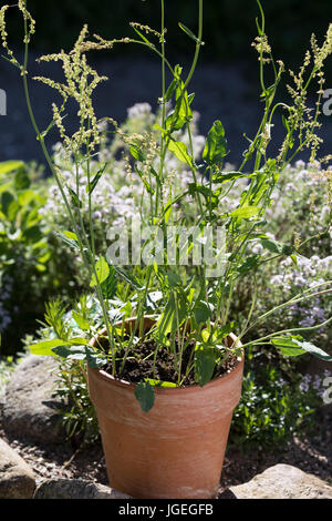 Sauerampfer im Topf, Blumentopf, Wiesen-Sauerampfer, Sauer-Ampfer, Großer Sauerampfer, Ampfer, Rumex acetosa, comune sorrel, giardino sorrel, spinaci fare Foto Stock