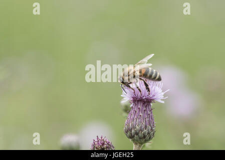 Un miele delle api (Apis sp) alimentazione su una strisciante Thistle Foto Stock