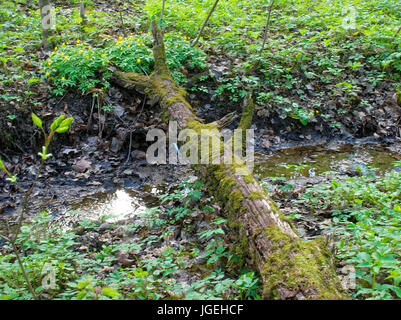 Un vecchio albero caduto attraverso il ruscello, Russia Foto Stock