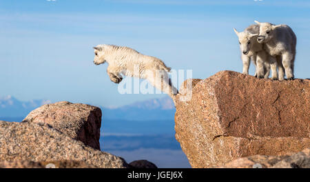 Capre di montagna lavorare i ragazzi sulla loro tecnica di salto Foto Stock