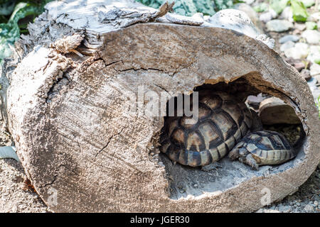 Baby Turtle Testudo marginata landturtle europea famiglia due nascosti nella grotta in legno closeup wildlife Foto Stock