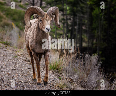 Big Horn Ram sul lato della strada in Radium molle British Columbia Foto Stock