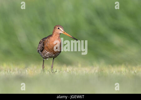 Nero-tailed Godwit (Limosa limosa islandica) Foto Stock