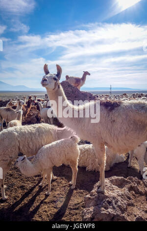 I LAMA Lama allevamento in Eduardo Avaroa National Park, Bolivia Foto Stock