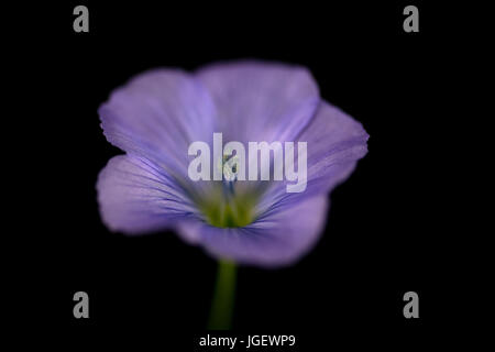 Macro studio fotografico di un fiore di lino su uno sfondo nero. Foto Stock