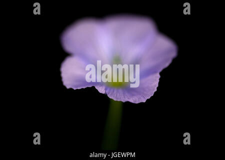 Macro studio fotografico di un fiore di lino su uno sfondo nero. Foto Stock