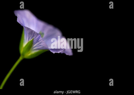 Macro studio fotografico di un fiore di lino su uno sfondo nero. Foto Stock