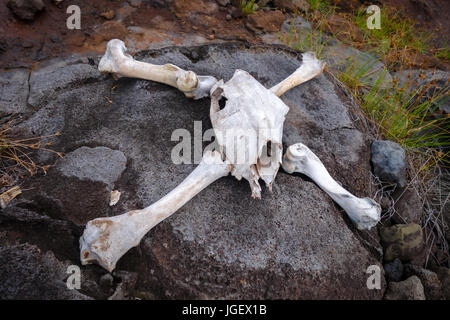 Cavallo Teschio e Ossa sull'isola di pasqua Foto Stock