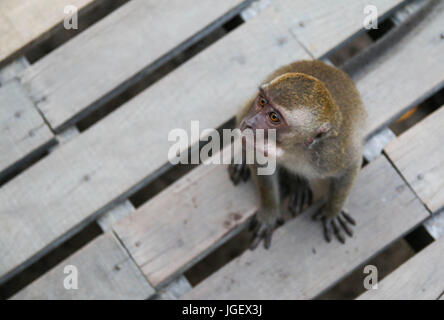 Carino Monkey vive in una foresta naturale in Kota Kinabalu Foto Stock