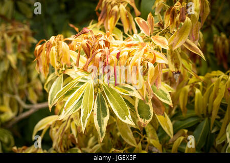 In ritardo il gelo di nuova crescita su Sarcococca japonica Flaming argento nel WILTSHIRE REGNO UNITO Foto Stock