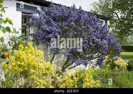 Ceanothus Dark Star fioritura contro una parete soleggiata nel maggio nel Regno Unito Foto Stock