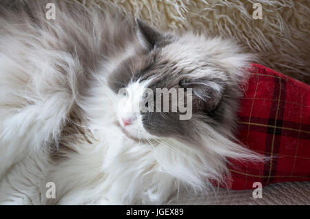 Un adulto a pelo gatto Ragdoll per interni Foto Stock