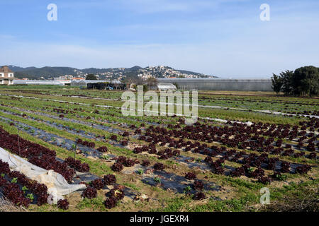 Il tipico giardino vegetale di El Maresme vicino a Malgrat de Mar, provincia di Barcellona, Catalona, Spagna Foto Stock