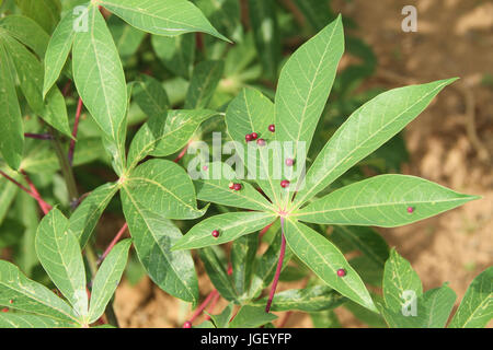 Plantation, manioca, agriturismo, 2016, Merces, Minas Gerais, Brasile Foto Stock