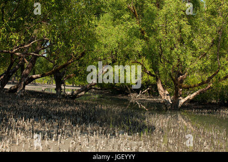 Foresta a Nilkomol o Hiron Point area del Sundarbans, un sito Patrimonio Mondiale dell'UNESCO e un santuario della fauna selvatica. Il litorale più grande foresta di mangrovie Foto Stock