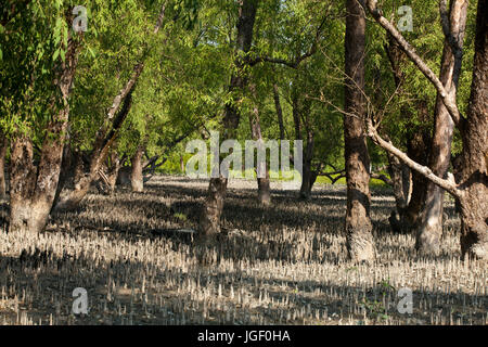 Foresta a Nilkomol o Hiron Point area del Sundarbans, un sito Patrimonio Mondiale dell'UNESCO e un santuario della fauna selvatica. Il litorale più grande foresta di mangrovie Foto Stock