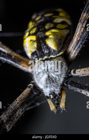 Una vista ravvicinata di un ragno di grandi dimensioni. Foto Stock