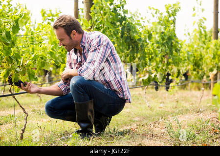 Giovane uomo toccando uve in vigna Foto Stock