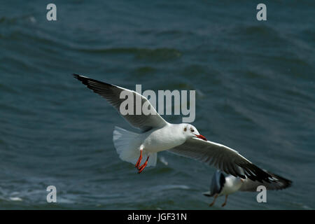 A Flock of Seagulls noto come Gangchil volare sopra il fiume Naf. Teknaf, Cox's Bazar, Bangladesh Foto Stock