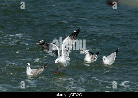 A Flock of Seagulls noto come Gangchil volare sopra il fiume Naf. Teknaf, Cox's Bazar, Bangladesh Foto Stock