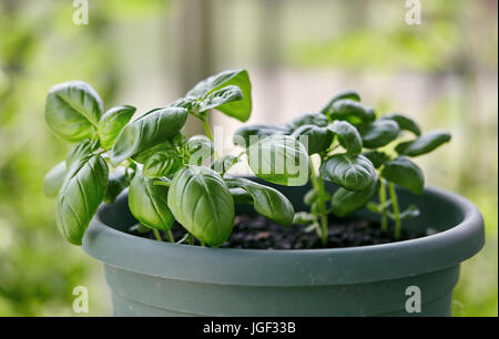 Vasi di piante di basilico. Basilico pianta di erba che cresce su un balcone. Foto Stock