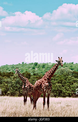 Croce trasformati foto di giraffe nel Masai Mara, Kenya, Africa Foto Stock