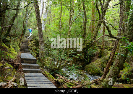 Overland Track per il cratere del lago, Cradle Mountain-Lake St Clair National Park, la Tasmania, Australia Foto Stock