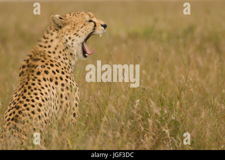 Ghepardo (Acinonyx jubatus), il Masai Mara,Kenya, Africa Foto Stock