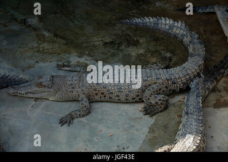 Crocodile centro di allevamento in Sunderbans. È stato accertato in area Koromjol di upazila Mongla in Oriente Sundarbans divisione nel 2005 con lo scopo di Foto Stock