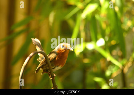 Robins con cibo per giovani Foto Stock