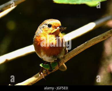 Robins con cibo per giovani Foto Stock