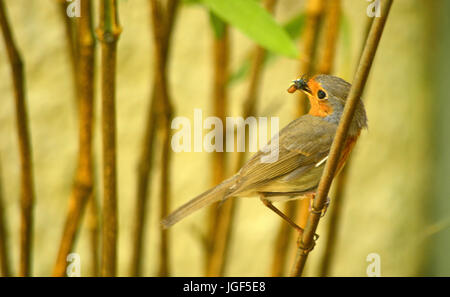 Robins con cibo per giovani Foto Stock