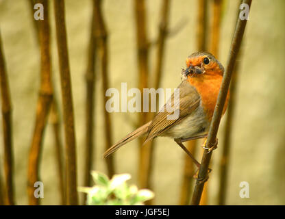 Robins con cibo per giovani Foto Stock