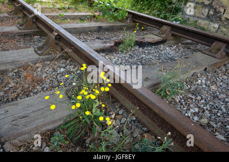 Portishead linea ferroviaria da Bristol, questa sezione dalla pillola a Portishead, smantellata nel 1981, è programmato per essere riaperta. Foto Stock