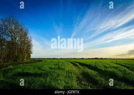 Paesaggio di campagna - grana verde campo di fattoria in primavera presa al tramonto Foto Stock