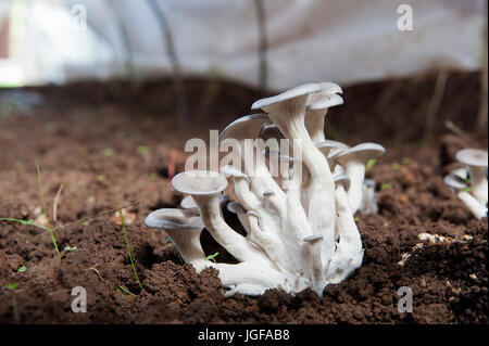 I funghi che crescono in un vivaio, Ruanda, come una fonte di cibo per la popolazione africana per mangiare Foto Stock