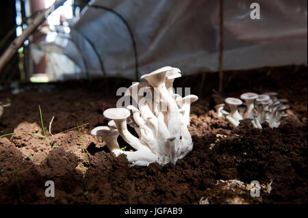 I funghi che crescono in un vivaio, Ruanda, come una fonte di cibo per la popolazione africana per mangiare Foto Stock