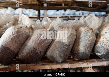 I funghi che crescono in un vivaio, Ruanda, come una fonte di cibo per la popolazione africana per mangiare Foto Stock