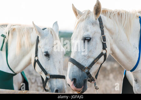 Close up ritratto di White Horse Foto Stock