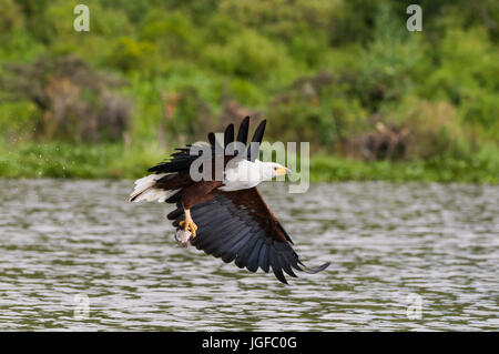 African fish eagle (Haliaeetus vocifer) volare al di sopra dell'acqua con pesci di artigli, Lake Naivasha, Kenya Foto Stock