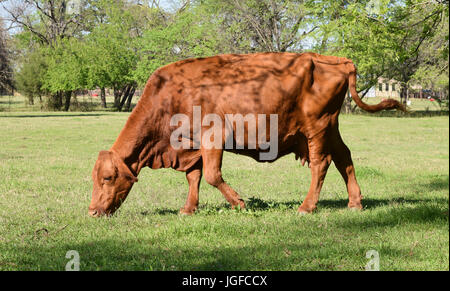 In prossimità di una mucca al pascolo in un campo Foto Stock