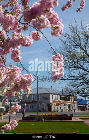 Primavera sbocciano i fiori e il marrone del Pub, Methven, metà Canterbury, Isola del Sud, Nuova Zelanda Foto Stock